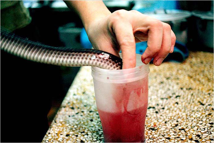 Draining a snake's blood, soon to be enjoyed by... someone with courage. Photo by Maeghan
