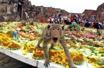 The Amazing Monkey Feast Festival