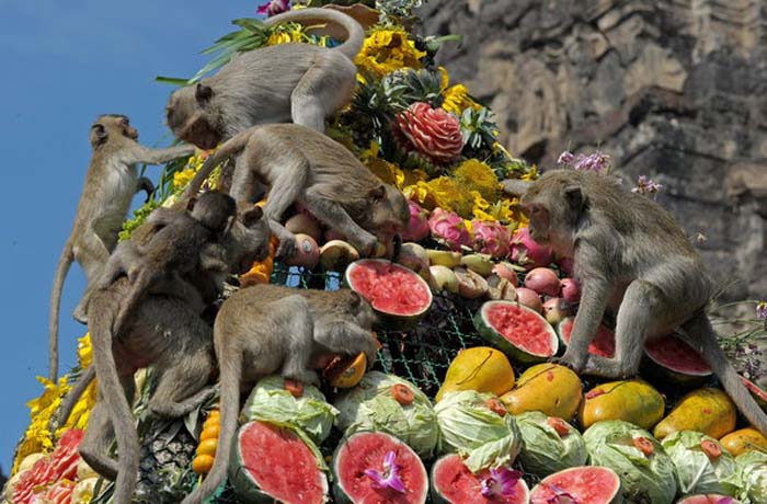 A true feast that would make any monkey (or human) envious. Photo by LA Times