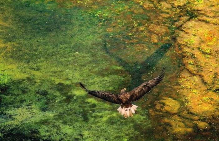 Eagle soaring through the Zasavica Serbia. Photo by Image Shack