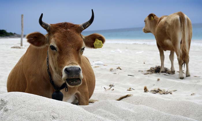 Cows roam the beaches of Dhermi, a quiet and more isolated coastal area. Photo by savagecat, flickr