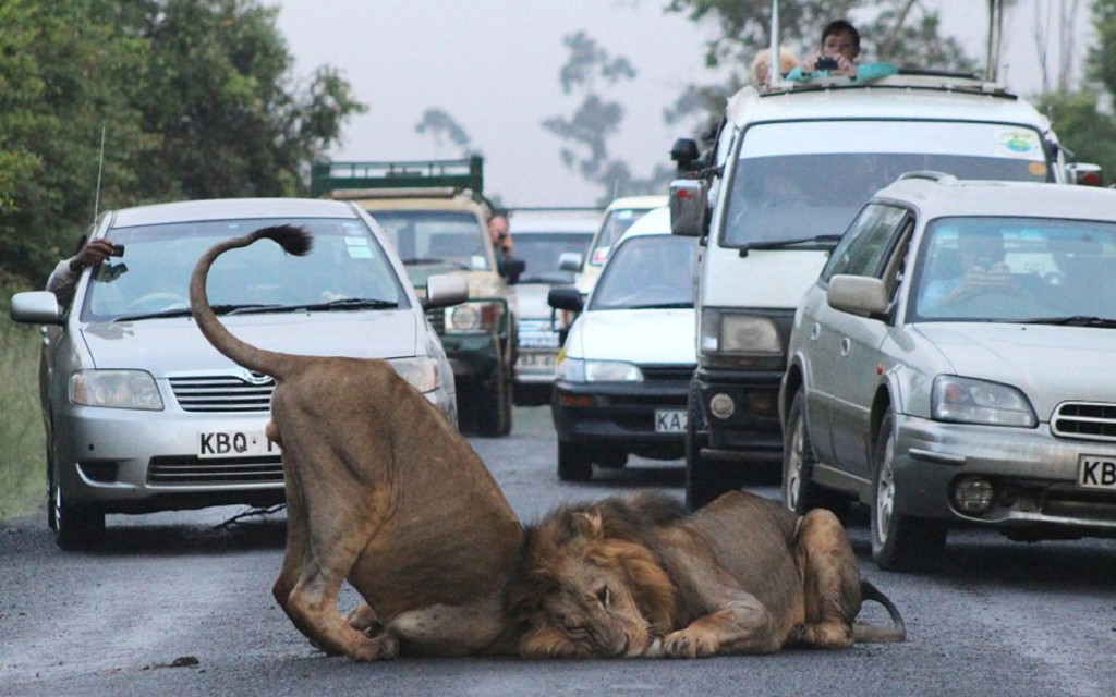Lions at Nairobi National Park. Photo by my-walls.nrt