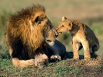 What you need to know when choosing the best safari in Kenya