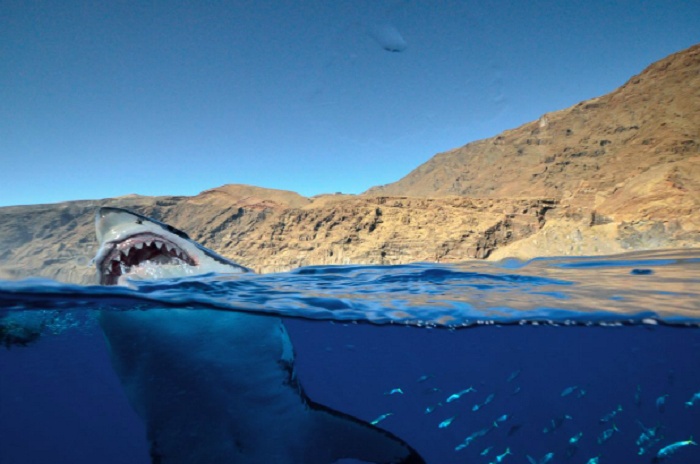 Great White Sharks: Isla Guadalupe, Baja California, Mexico