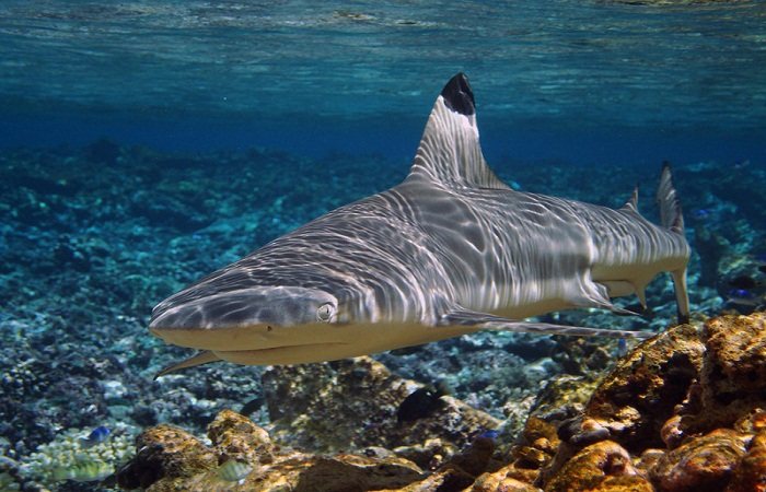 Black tip reef shark: Koh Tao, Thailand
