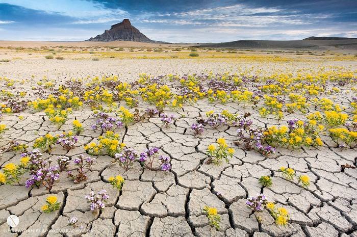 desert badlands flowers