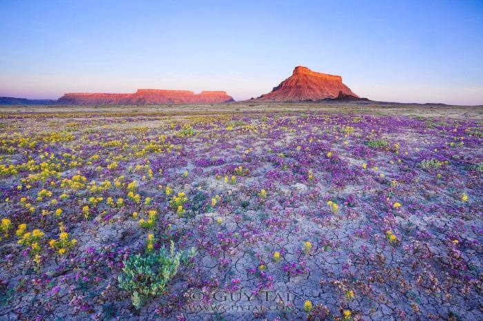 photos of Dakota's Badlands blooming