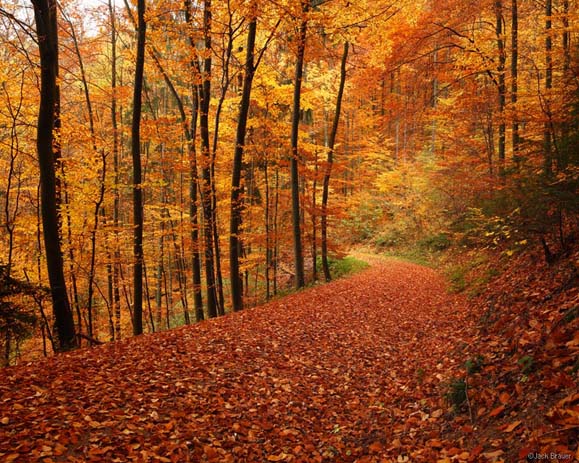 Germany's forests provide a gorgeous autumn scene that rivals anything in the USA. Image via Mountain Photography.