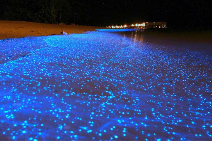 The light in the Sea of Stars is bioluminscent plankton. Image via Distractify.