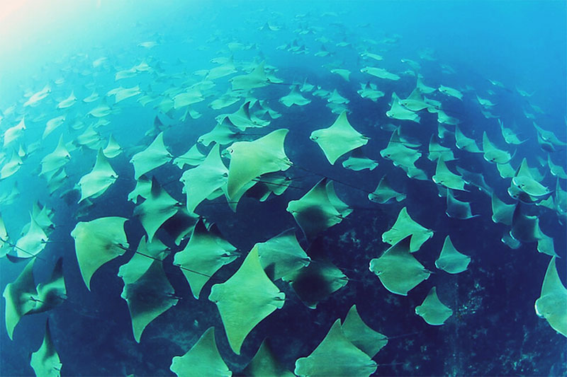 Mass migration of rays in Mexico
