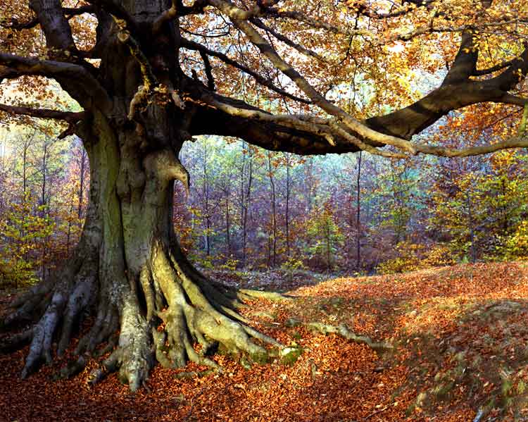 The Forest of Dean reveals an elegant and understated autumnal display. Image via Lonely Planet.