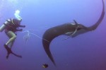 Giant Manta Caught in Fishing Net Saved by Divers