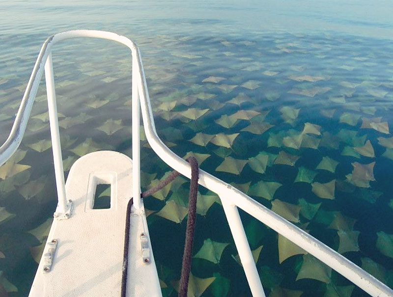 Mass migration of rays in Mexico
