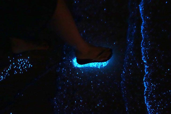 The bioluminescent phytoplankton in the Maldives that glow blue at night. Photo by boredpanda.com