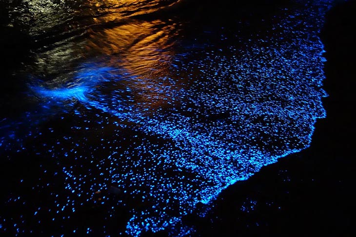 The Maldives bioluminescent phytoplankton on Rangali Island. Photo by boredpanda.com